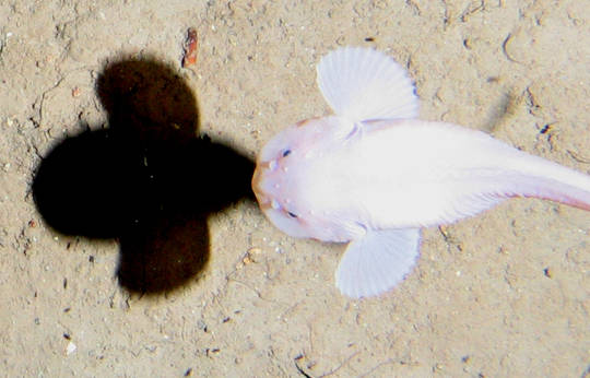 A snailfish swims 7,400 metres below the surface. A snailfish swims 7,400 metres below the surface.