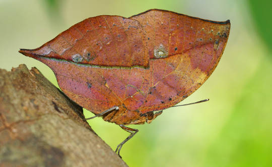 How Animals And Plants Trick And Deceive How Animals And Plants Trick And Deceive