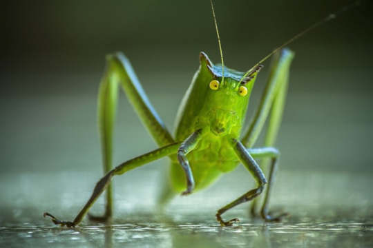 Communicating With Insects As Intelligent Fellow Beings Communicating With Insects As Intelligent Fellow Beings