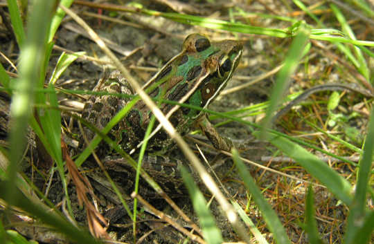 Southern Leopard Frog - Photo credit: Stephen Friedt, Wikimedia.org