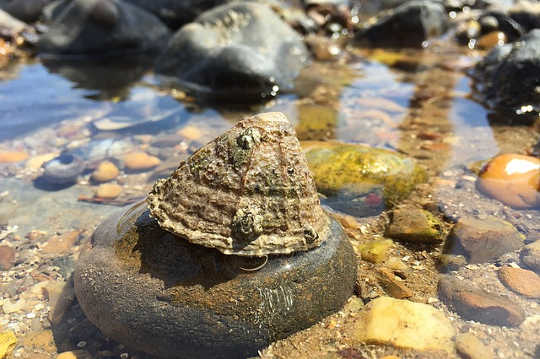 Learning Life from Mushrooms and Tide Pools Learning Life from Mushrooms and Tide Pools
