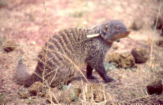Civil War Among The Mongooses ... and Why It's All About Sexual Success Civil War Among The Mongooses ... and Why It's All About Sexual Success