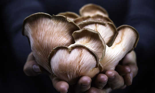 Mushrooms: “Nature’s Greatest Decomposers” Mushrooms: “Nature’s Greatest Decomposers”
