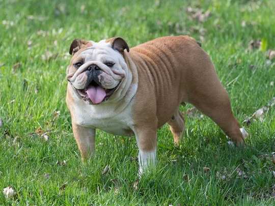 Why You Shouldn’t Adopt A Dog Based On Breed Why You Shouldn’t Adopt A Dog Based On Breed