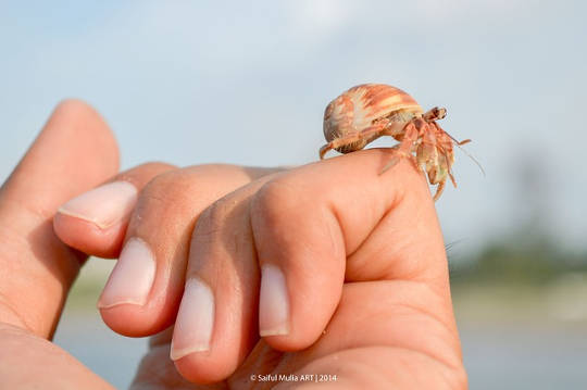 Hermit Crabs May Offer Insights Into Wealth Inequality Hermit Crabs May Offer Insights Into Wealth Inequality