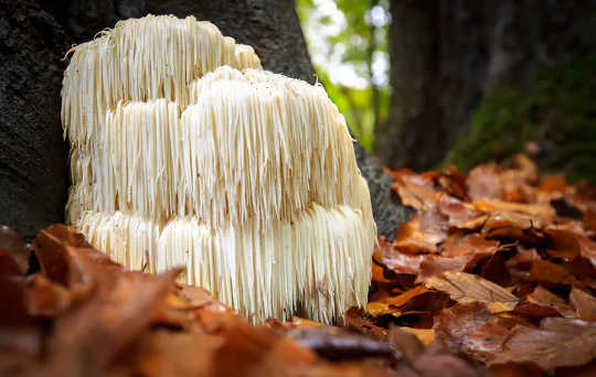 Vegan Leather Made From Mushrooms Could Mold The Future of Sustainable Fashion Vegan Leather Made From Mushrooms Could Mold The Future of Sustainable Fashion