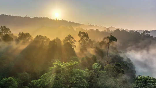 Why Trees Are Not Enough To Offset Society’s Carbon Emissions Why Trees Are Not Enough To Offset Society’s Carbon Emissions
