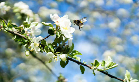 Why I Love Wasps -- And Why You Should Too Why I Love Wasps -- And Why You Should Too