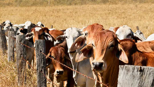 Australia's Farmers Want More Climate Action – And They’re Starting In Their Own Backyards Australia's Farmers Want More Climate Action – And They’re Starting In Their Own Backyards