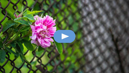 So Many Questions... So Many Answers? Flower growing through a chain-link fence