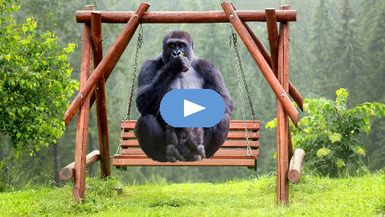 Healing Negative Experiences Through Tension Release adult gorilla and baby gorilla sitting on a swing