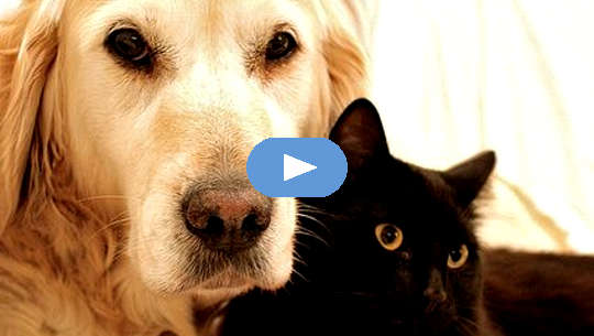 Gifts from Pets -- Through Life and Death a golden retriever and a black cat laying together