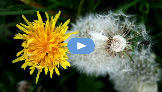 Seeking Spiritual Perfection and Having Faith in a Better Tomorrow dandelion flower in bloom and another in seed