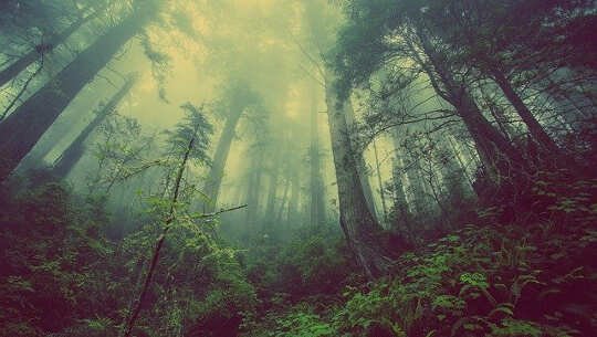 My Forest Vision: Altered State, Altered Life and A New Perception of the World forest with diffused light