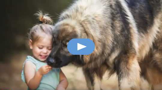How To Tell If Your Dog Is A Genius How To Tell If Your Dog Is A Genius