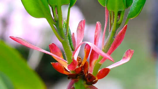 How Plants Manage The Shift From Winter To Spring How Plants Manage The Shift From Winter To Spring