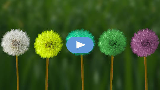 Renewal and Transformation: This Is Who You Are! dandelion in seed stage in various colors