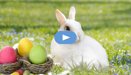 The Easter Bunny and Colored Eggs of Eostre: An Anglo-Saxon/Germanic Tale A white rabbit with colored eggs in nests.