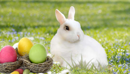 The Easter Bunny and Colored Eggs of Eostre: An Anglo-Saxon/Germanic Tale A white rabbit with colored eggs in nests.