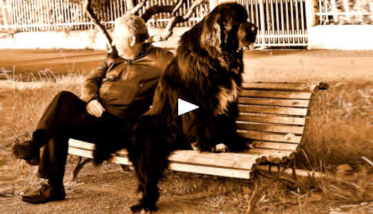 5 Attitudes to Support Good Communicaton with Animals man and his dog, facing away from each other, sitting on a park bench