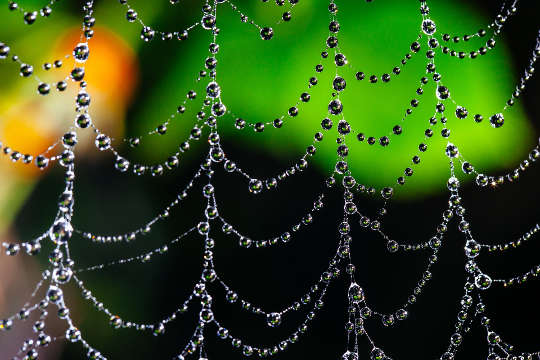what Can We Learn From Our Fear Of Spiders? a Spider Web Covered With Droplets Of Water