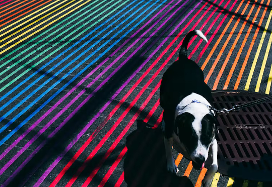 Can Dogs Really See Colors can dogs see colors3 1 10