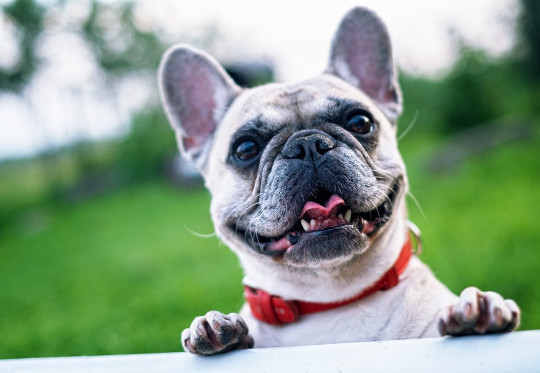 Balancing Immediate Joy and Future Happiness: Insights from Psychology joy is where you find it 6 1