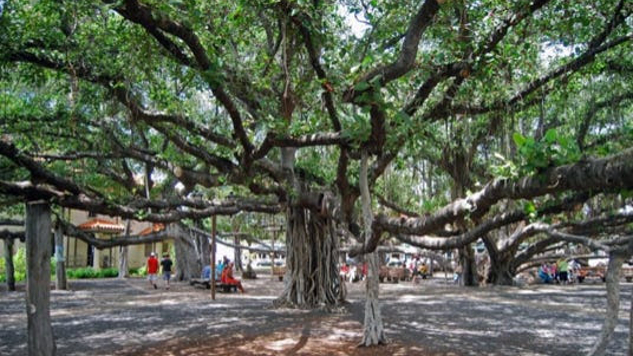 Maui: Hearts on Fire Banyan tree in Lahaina, Maui