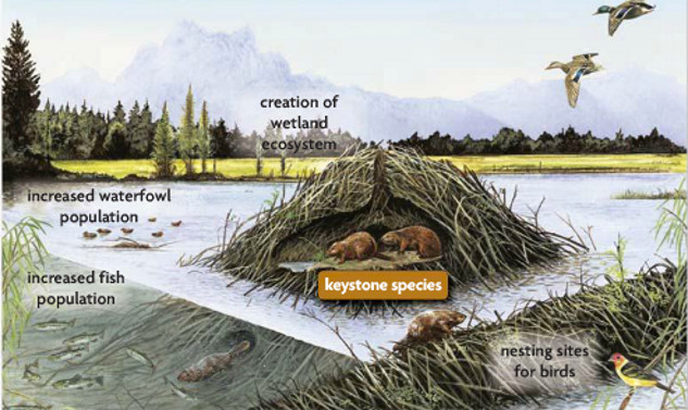 Leave It To Beavers: The Ecological Importance of Nature's Engineers beaver lodge 7 29
