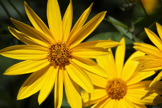 Nonduality: Your Key to True Wholeness and Lasting Happiness two radiant golden colored flowers with petals