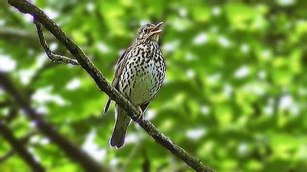 Birdsong and wellbeing Benefits of birdsong