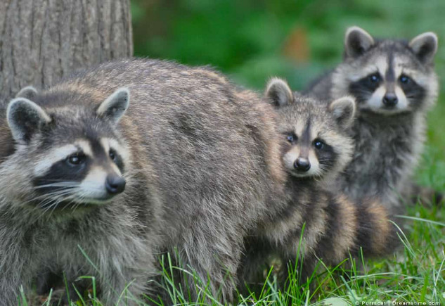 raccoon family mother raccoon2 5 7