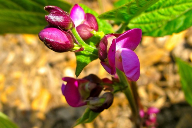 A garden bean plant in bloom.&nbsp;Image by sadie423 from Pixabay.&nbsp;