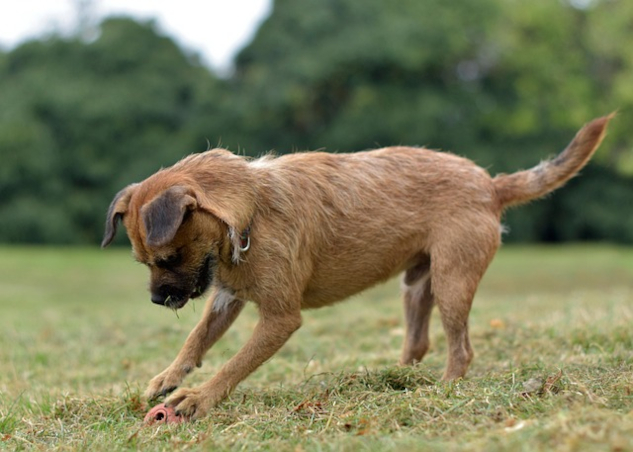 Do You Want Success? If So, Stop Your Obsession with Outcomes. Dog focused on a ball. Image by Adrienn Molnar from Pixabay.