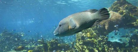  If The Oceans Die - We Die!