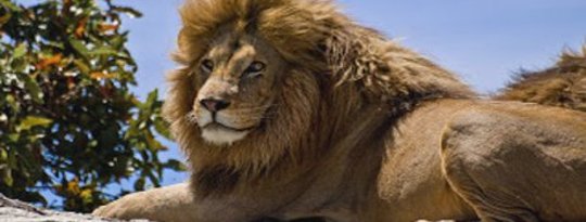Animal Dreams: What Do They Mean? Animal Dreams: What Do They Mean?