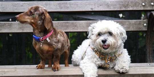 How to Live with More Than One Dog How to Live with More Than One Dog